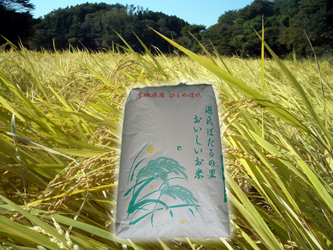 お米の生育　収穫時の稲穂